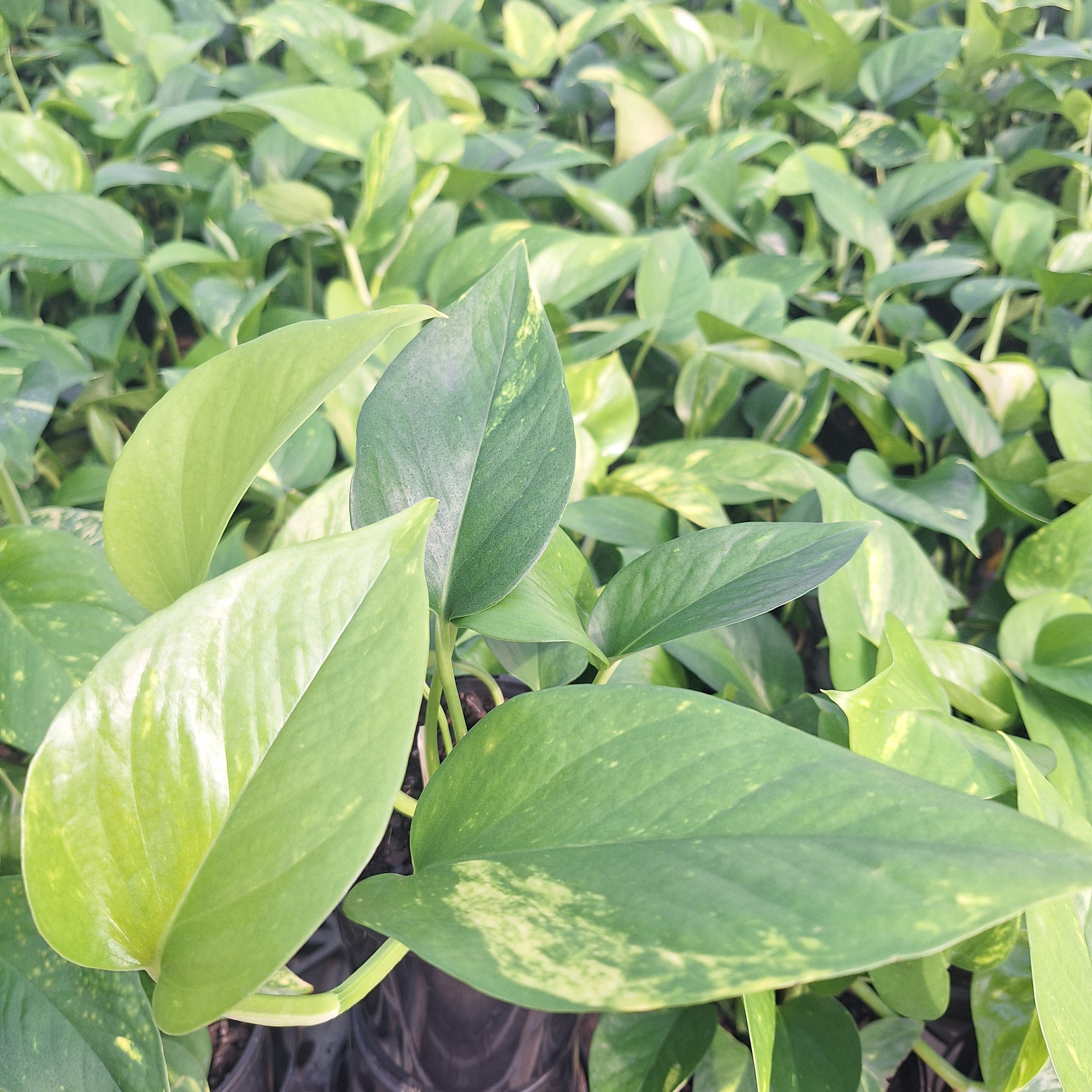 Epipremnum auruem Devil's Ivy Pothos