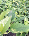 Epipremnum auruem Devil's Ivy Pothos