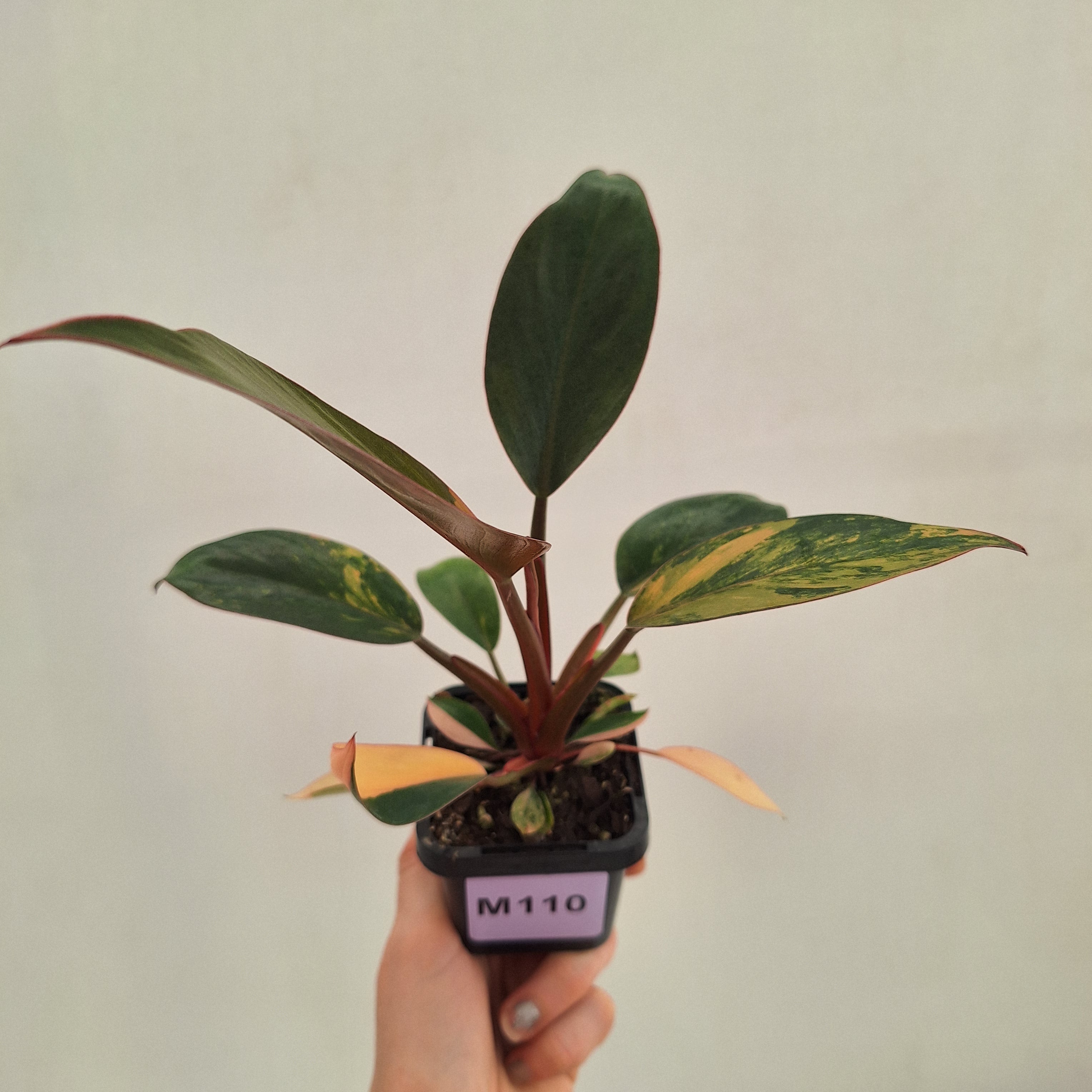 Philodendron 'Rojo Congo Variegated' 70mm