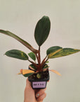 Philodendron 'Rojo Congo Variegated' 70mm