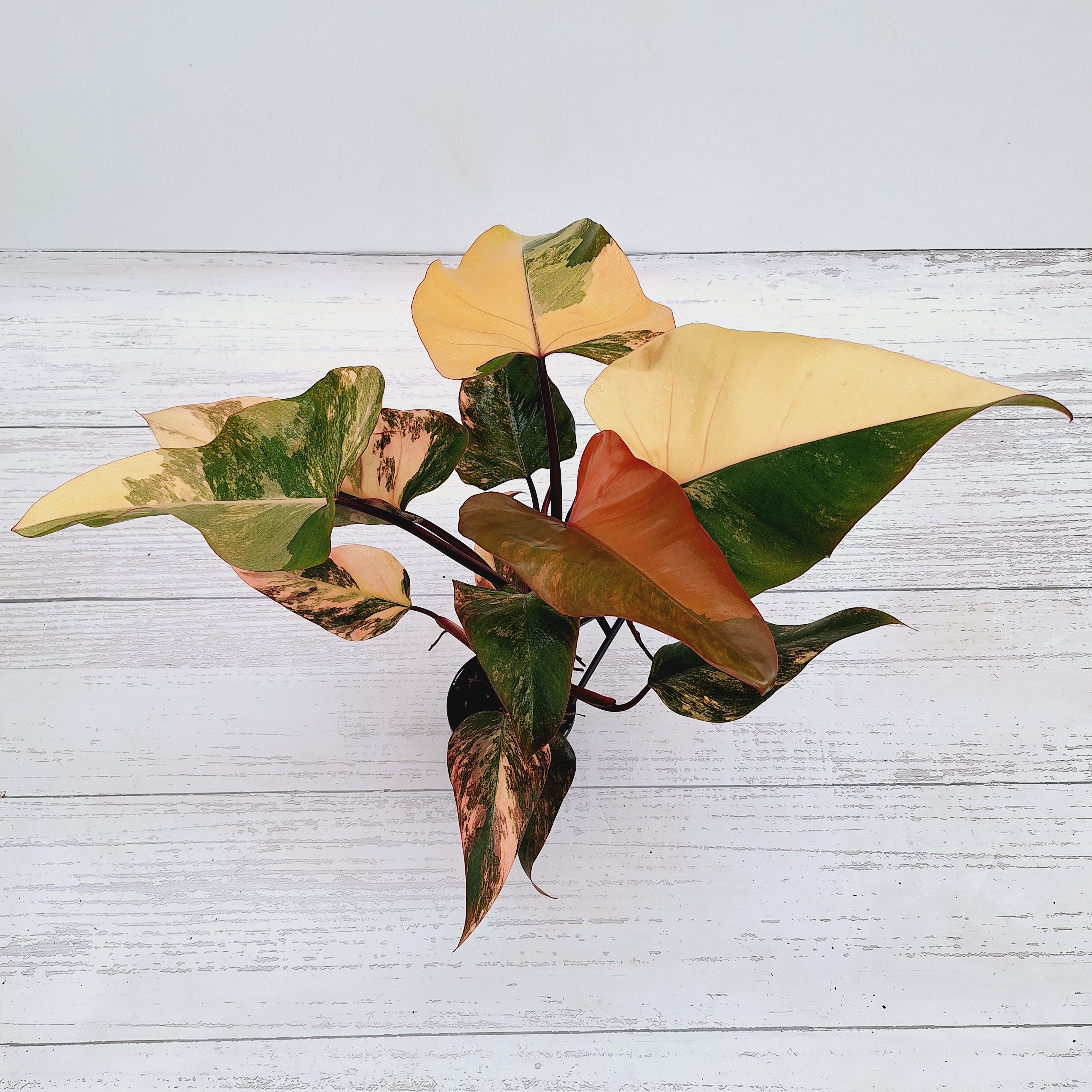 Philodendron erubescens Strawberry Shake