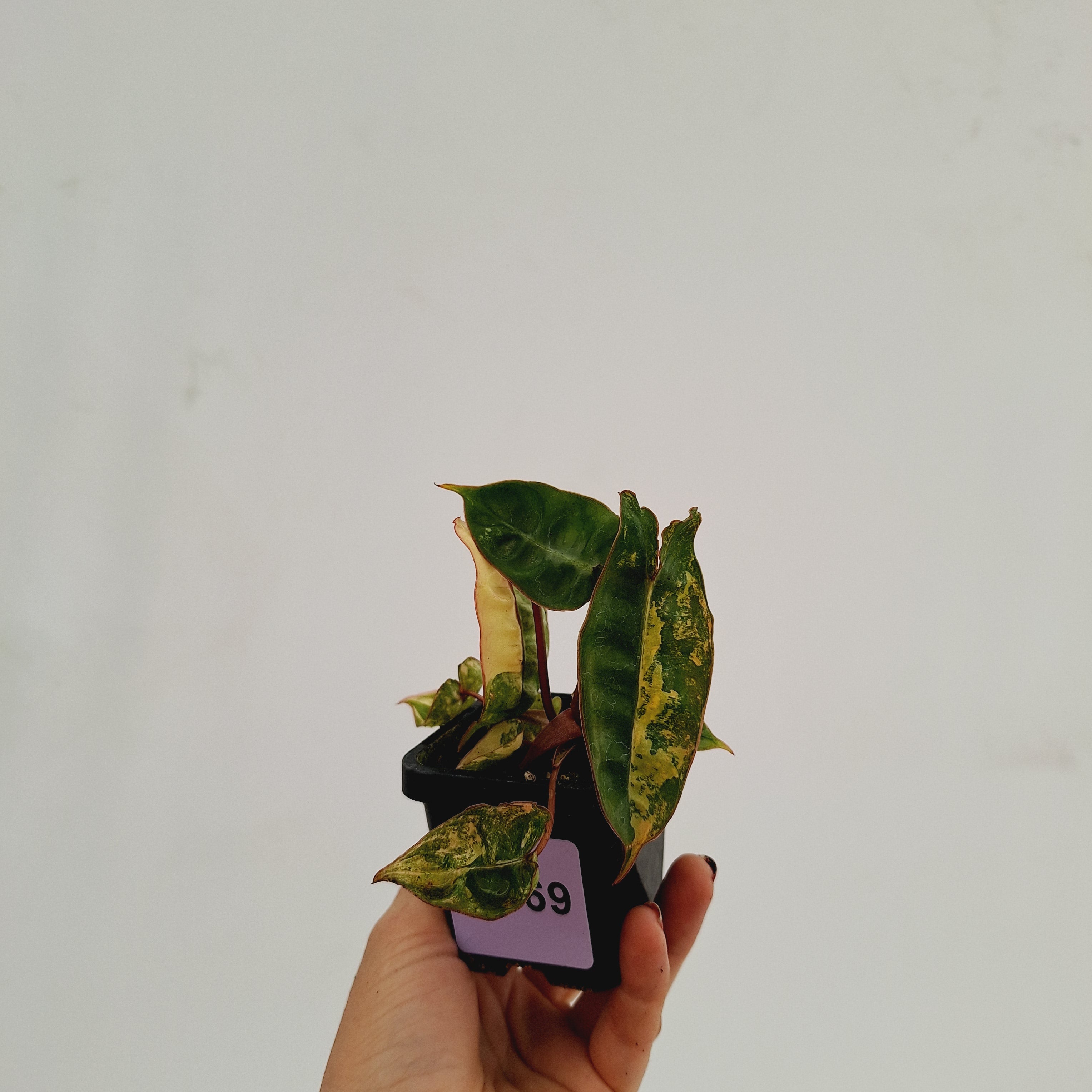 Philodendron billietiae Variegata