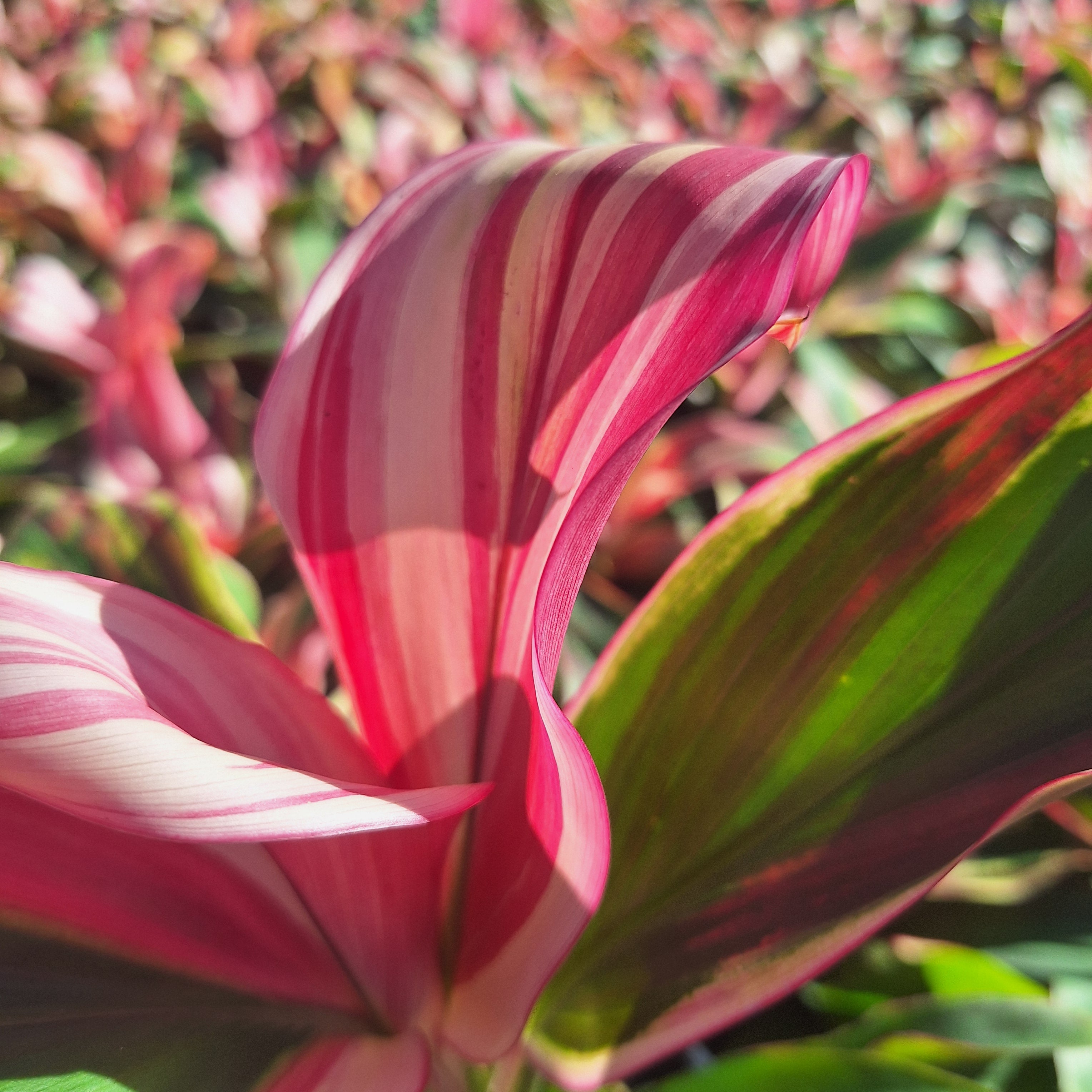 Cordyline fruticosa 'Burlesque'