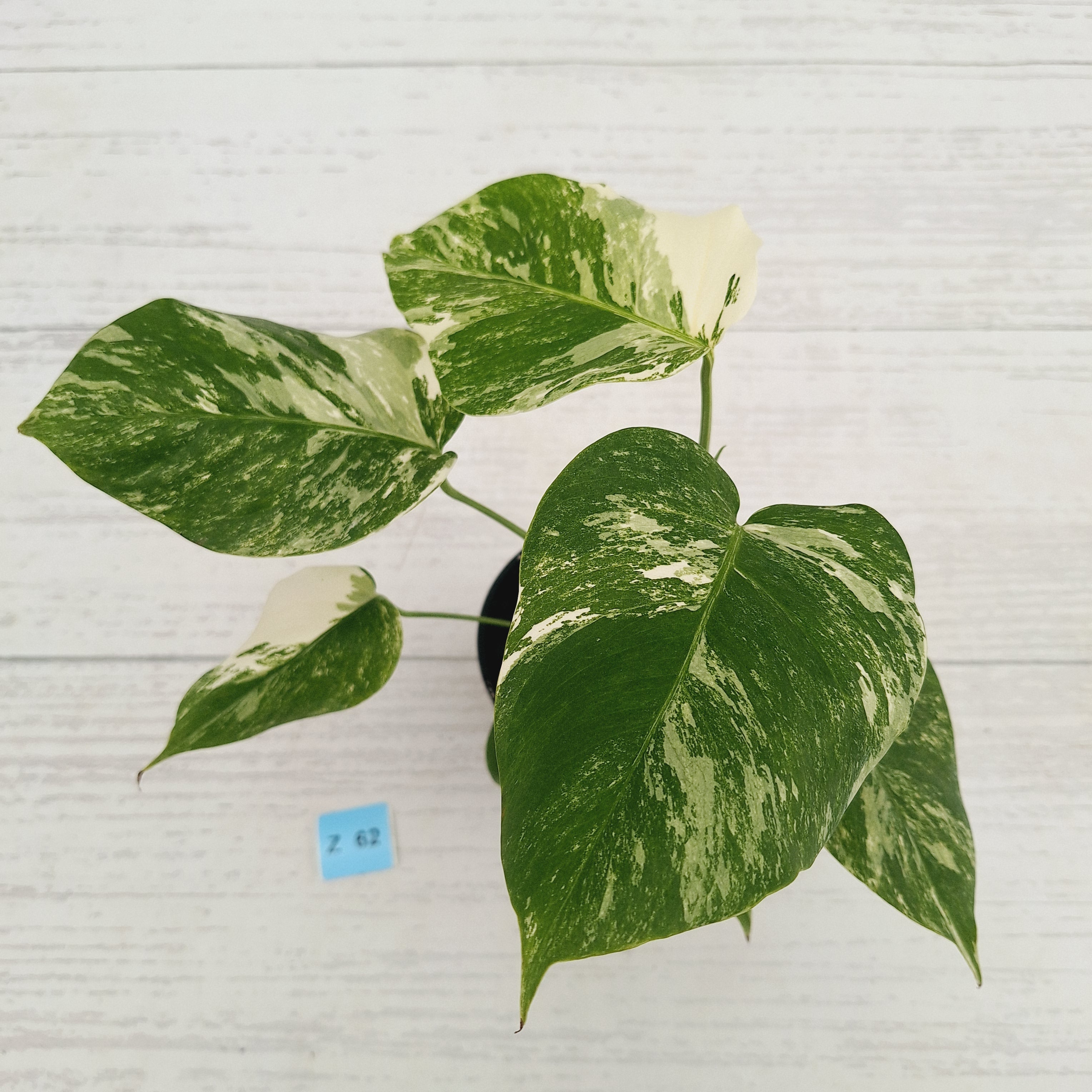 Monstera borsigiana 'Albo'