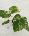 Monstera borsigiana 'Albo'