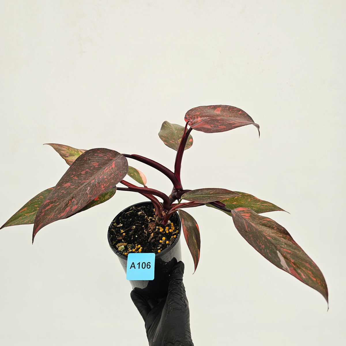 Philodendron 'Orange Princess'