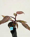 Philodendron 'Orange Princess'