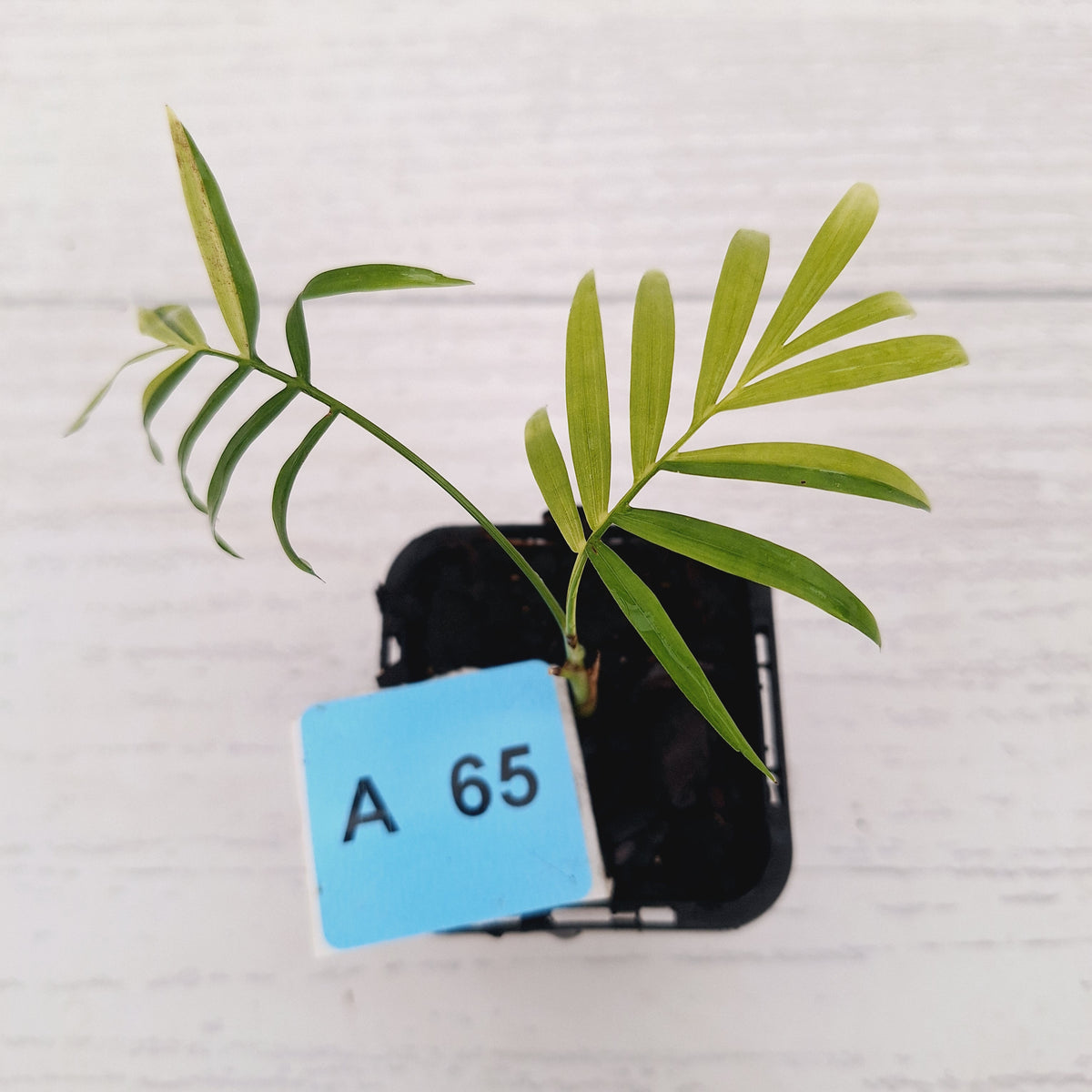 Chamaedorea elegans Parlour Palm Variegated