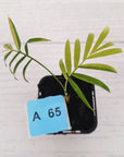 Chamaedorea elegans Parlour Palm Variegated