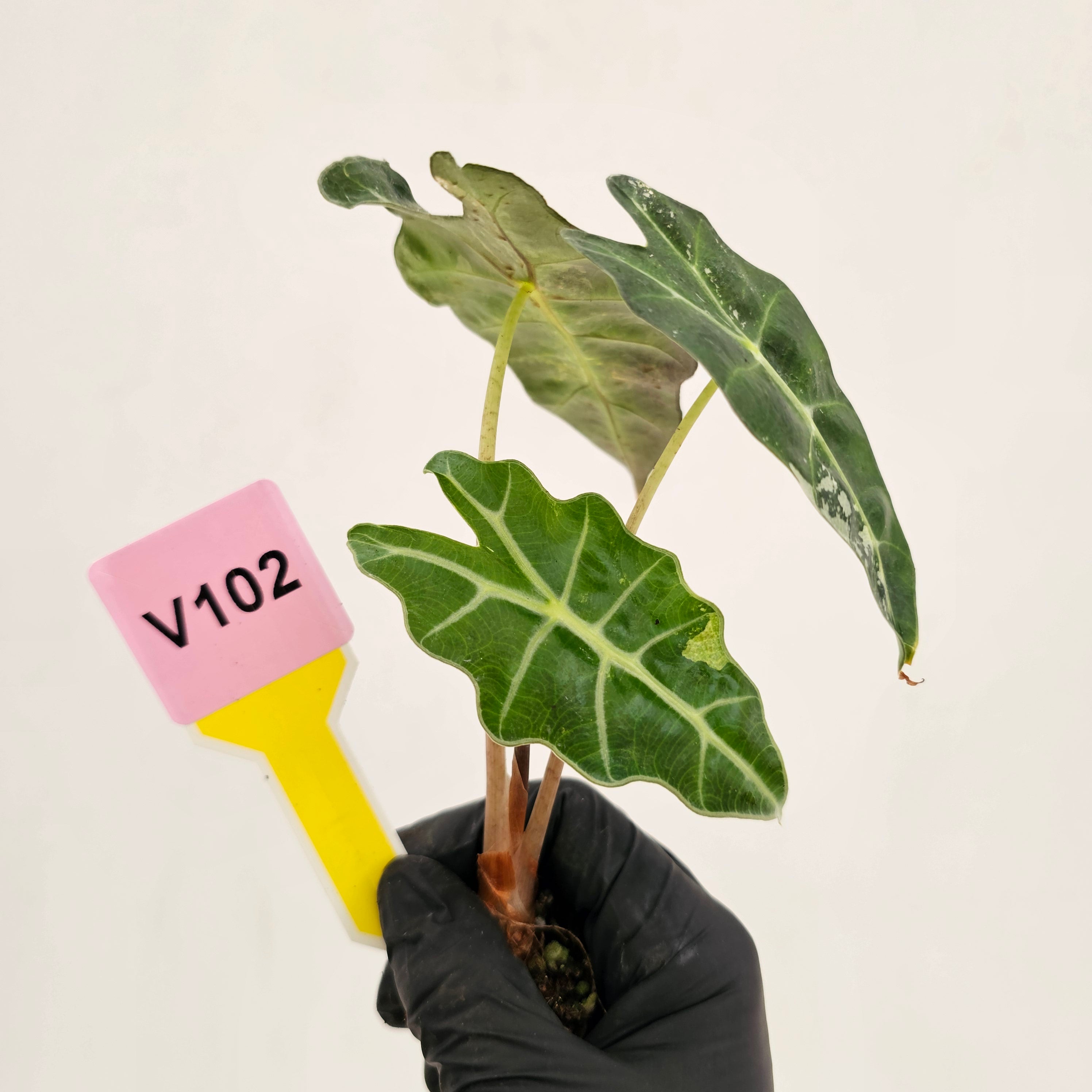 Alocasia Polly 'Snowflake Brocade'
