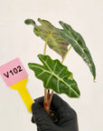 Alocasia Polly 'Snowflake Brocade'
