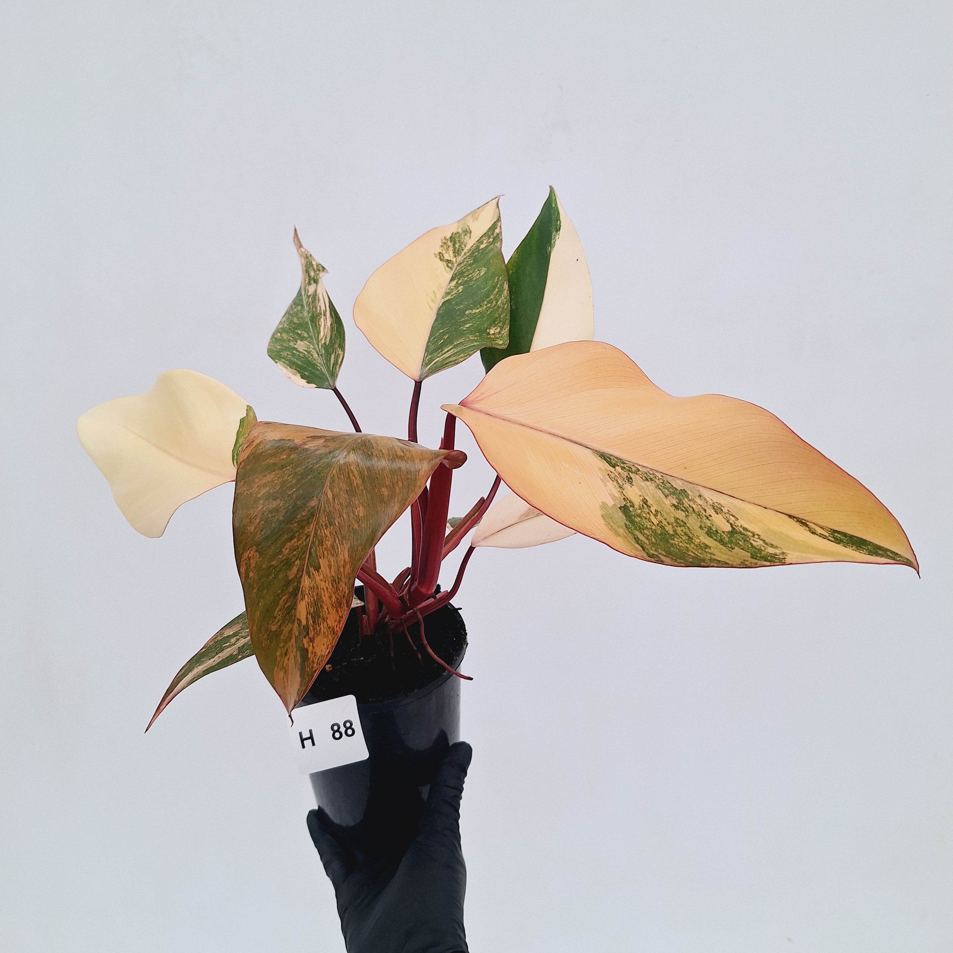 Philodendron erubescens Strawberry Shake - SALE