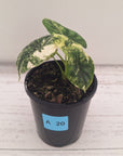 Alocasia Dragon Scale Variegata
