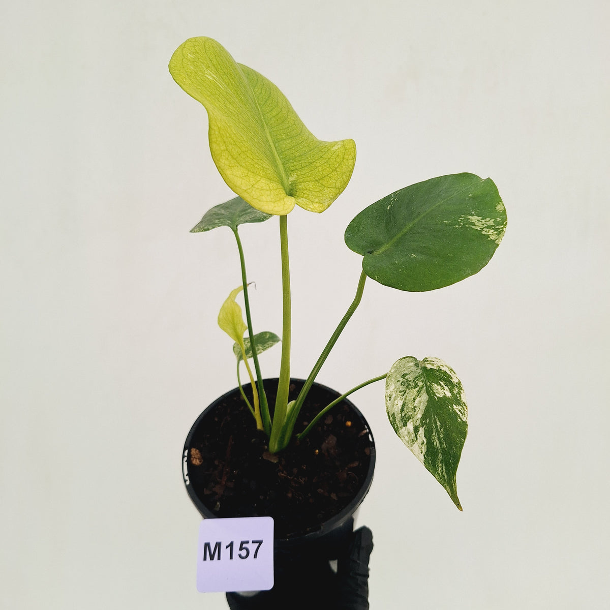 Monstera Deliciosa 'Mint' - SALE