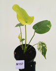 Monstera Deliciosa 'Mint' - SALE