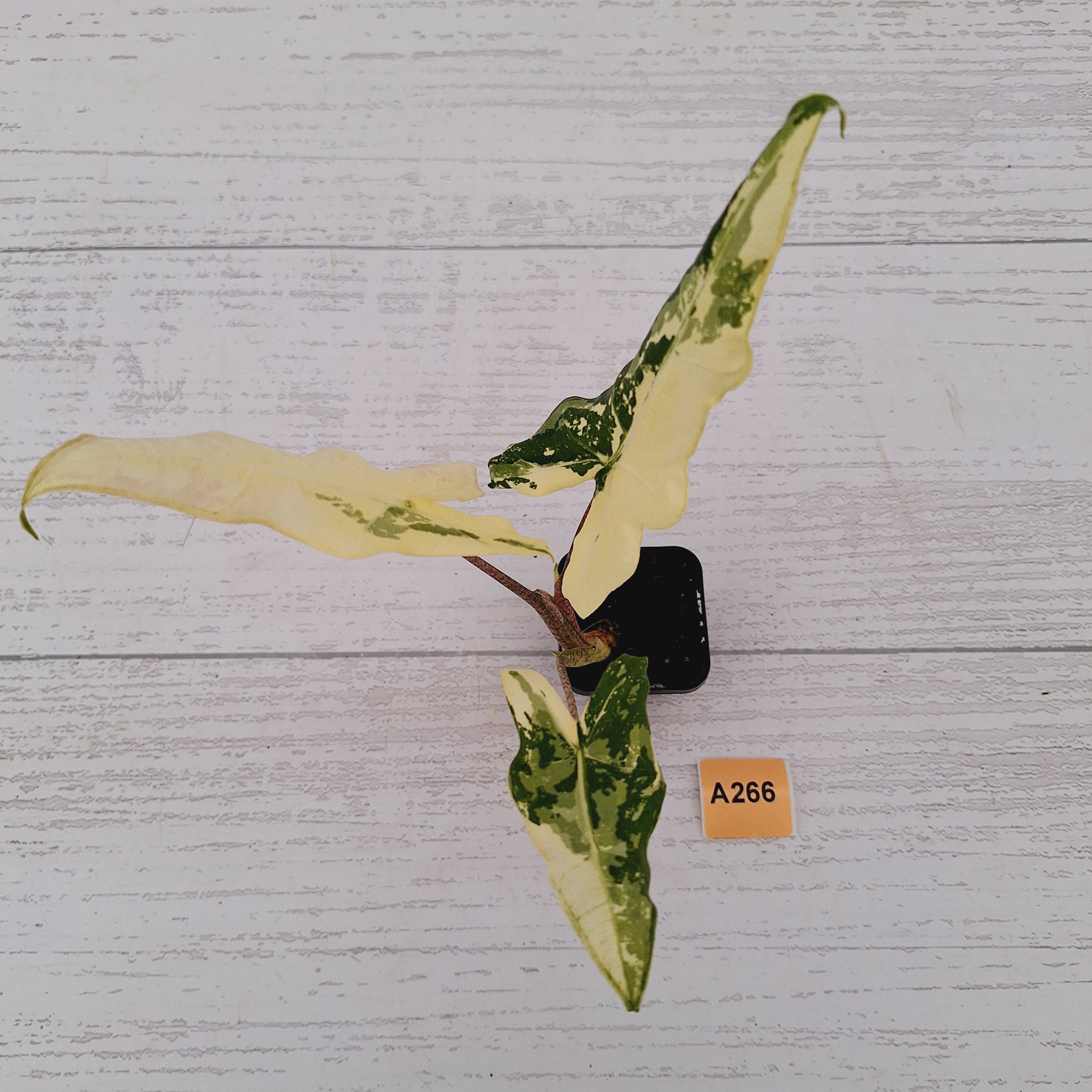 Alocasia sarian variegata