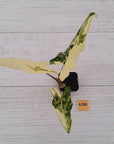 Alocasia sarian variegata