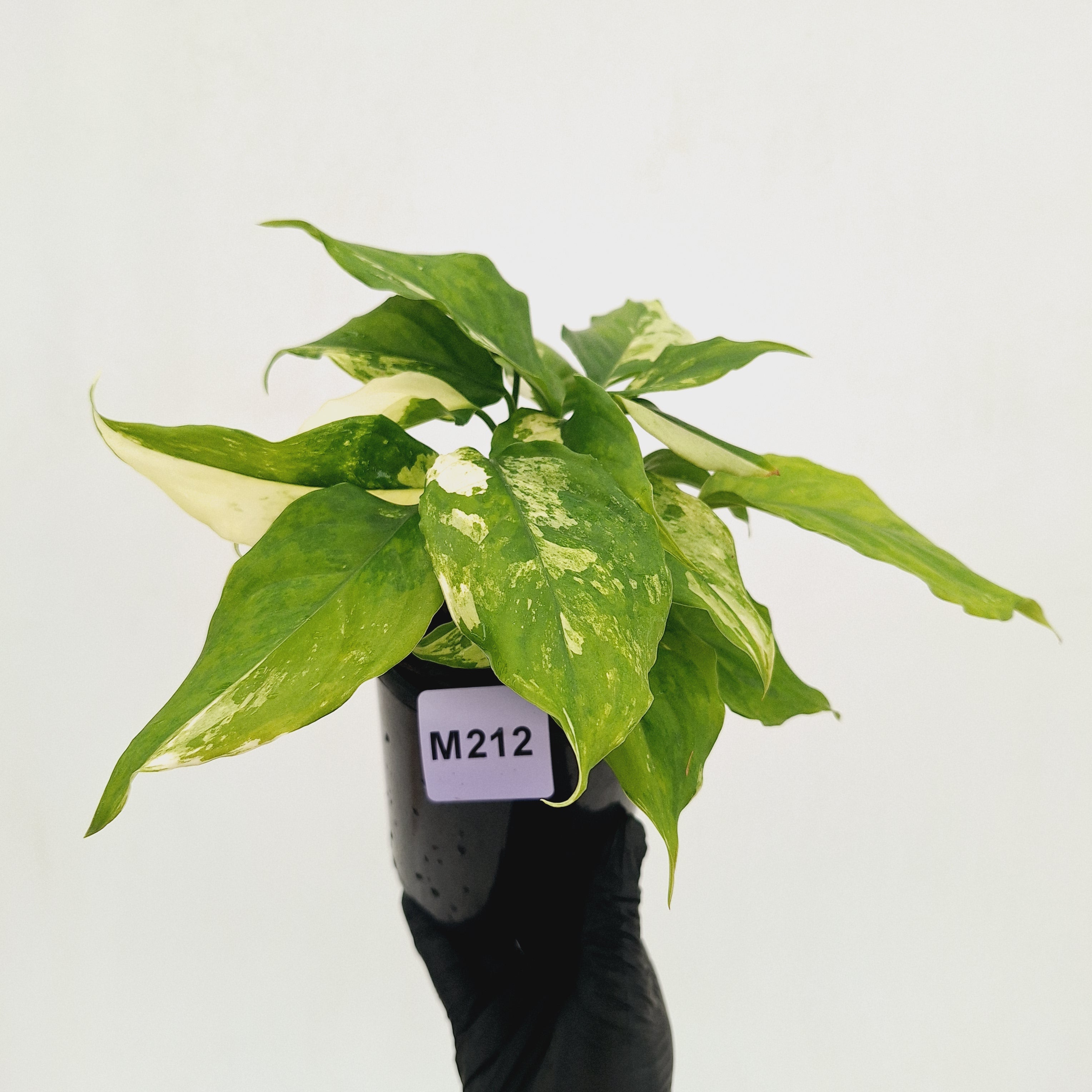 Aglaonema modestum variegata
