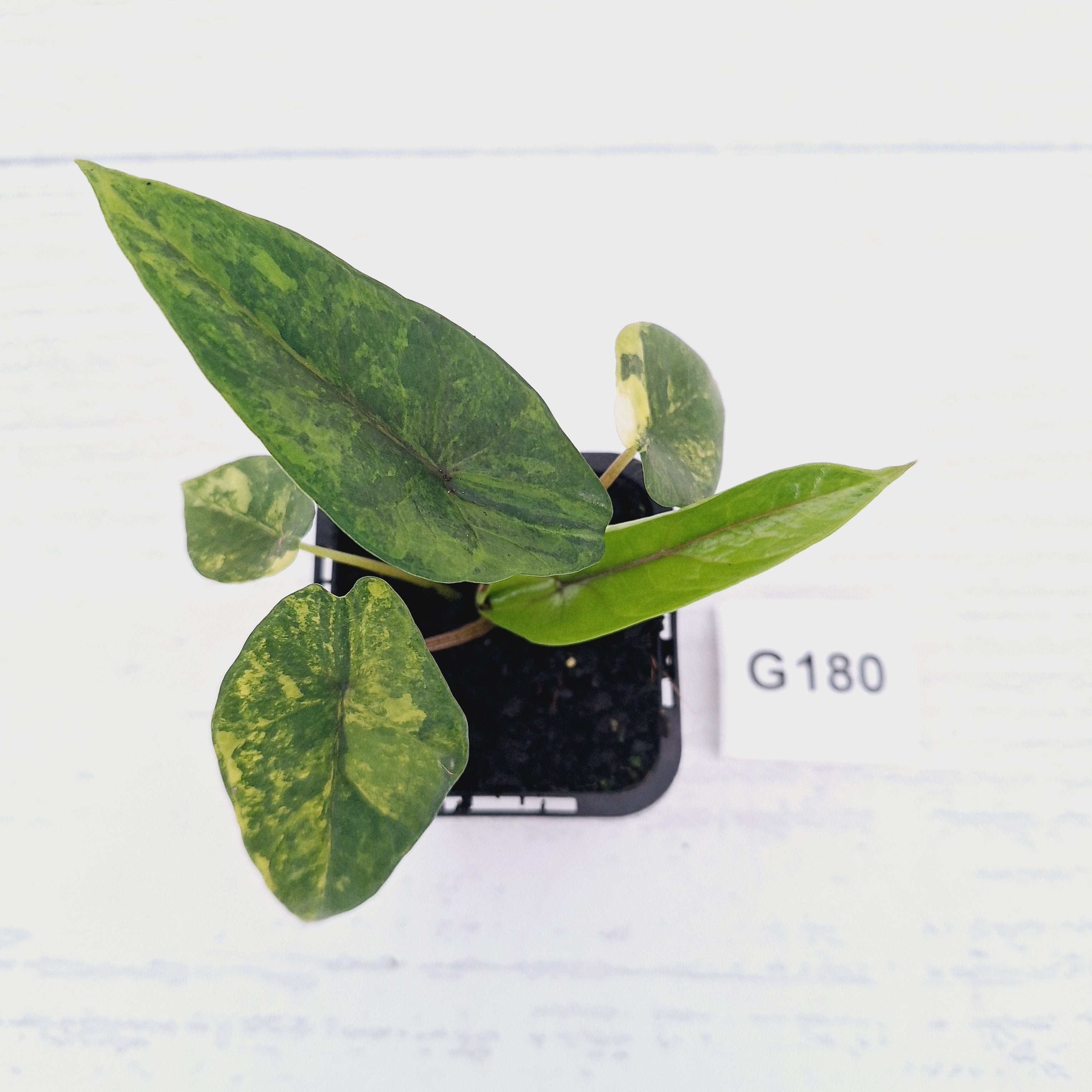 Alocasia scalprum  'Aurea' Variegata