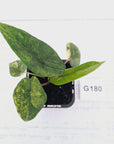Alocasia scalprum  'Aurea' Variegata