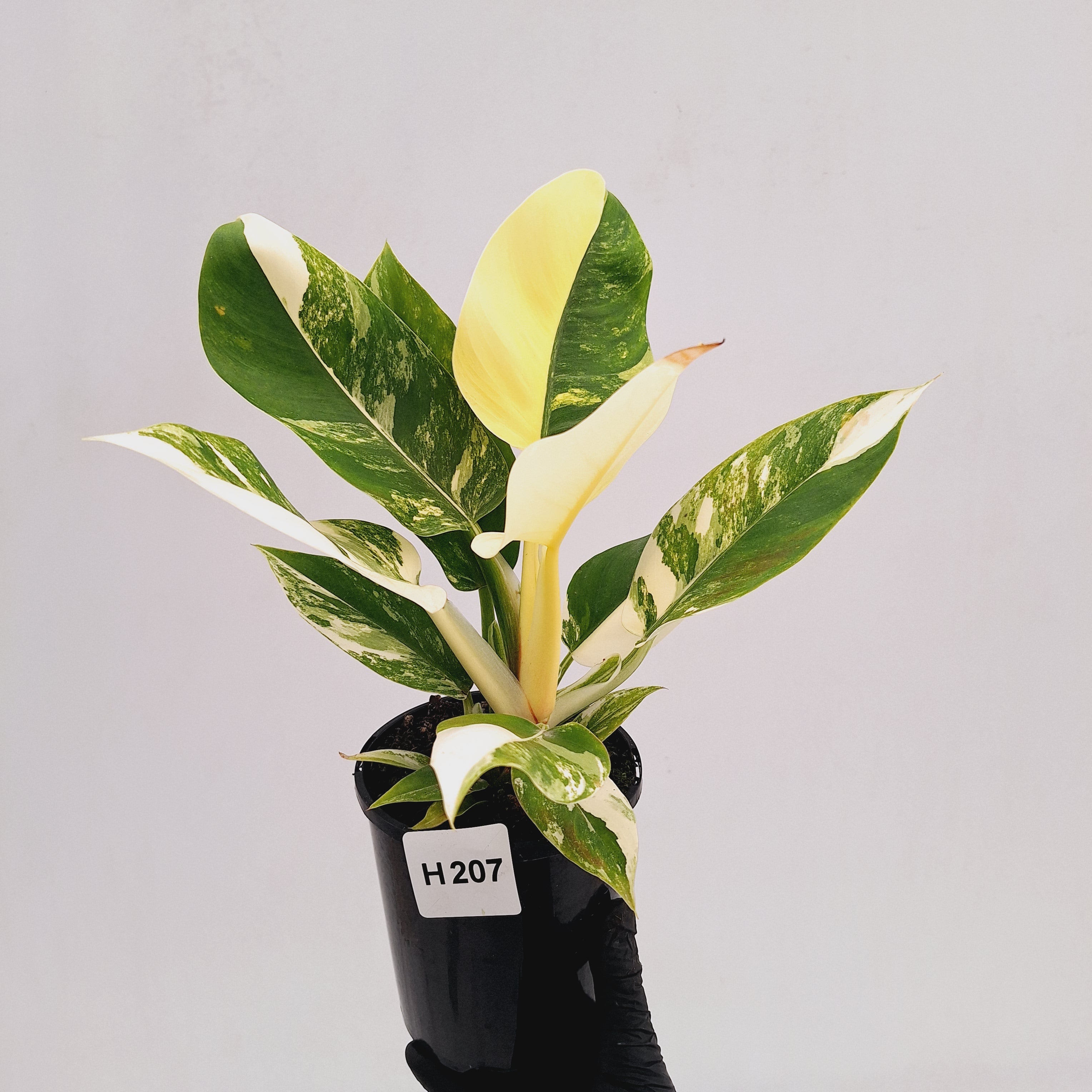Philodendron imperial green variegata - SALE