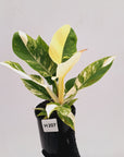 Philodendron imperial green variegata - SALE