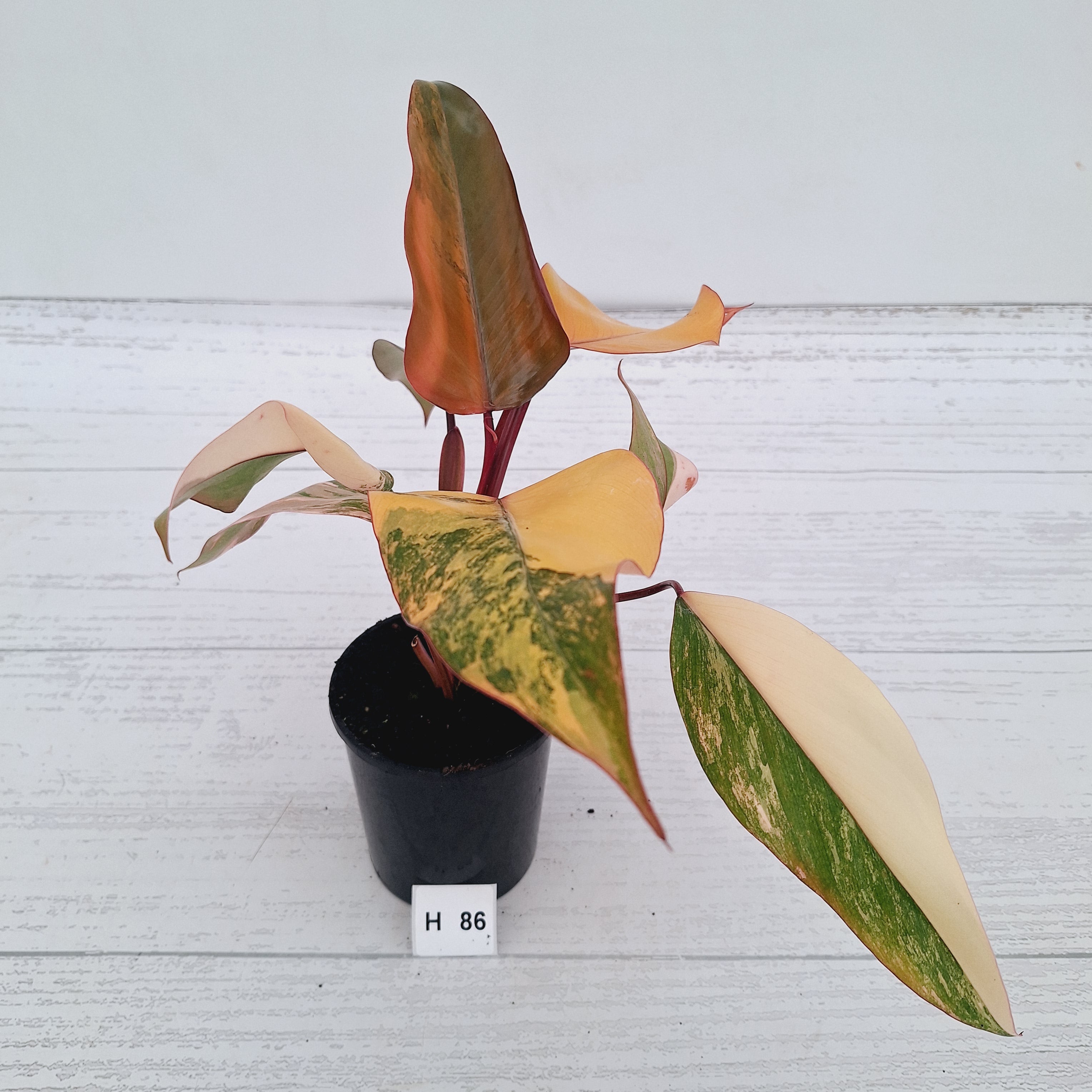 Philodendron erubescens Strawberry Shake - SALE