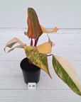 Philodendron erubescens Strawberry Shake - SALE
