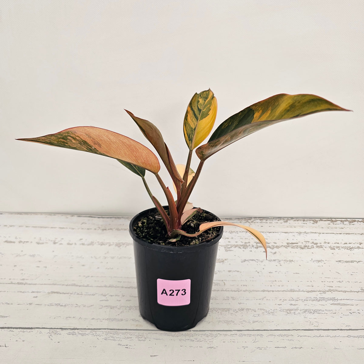 Philodendron 'Rojo Congo Variegated' 125mm - SALE