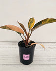 Philodendron 'Rojo Congo Variegated' 125mm - SALE
