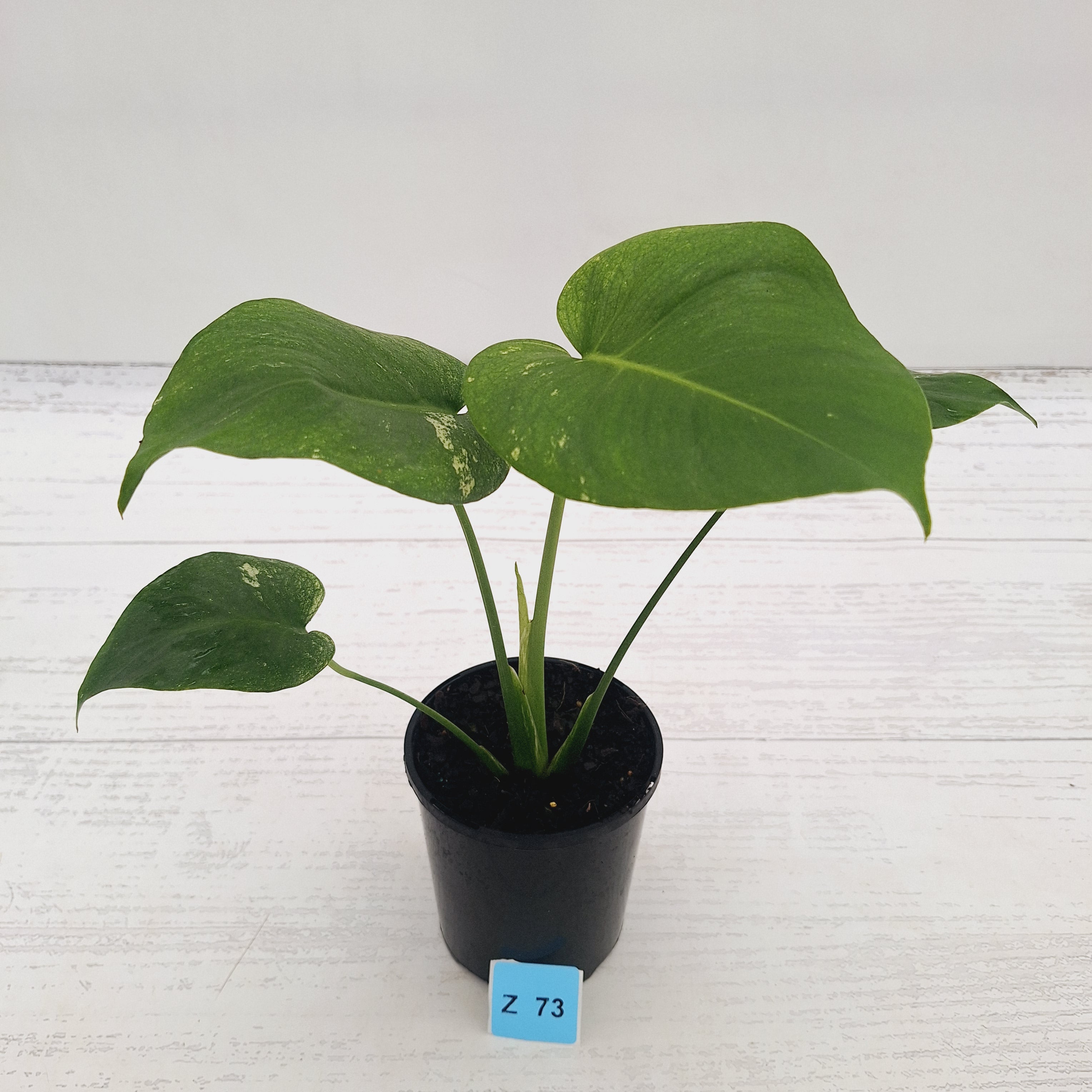 Monstera Deliciosa 'Mint'