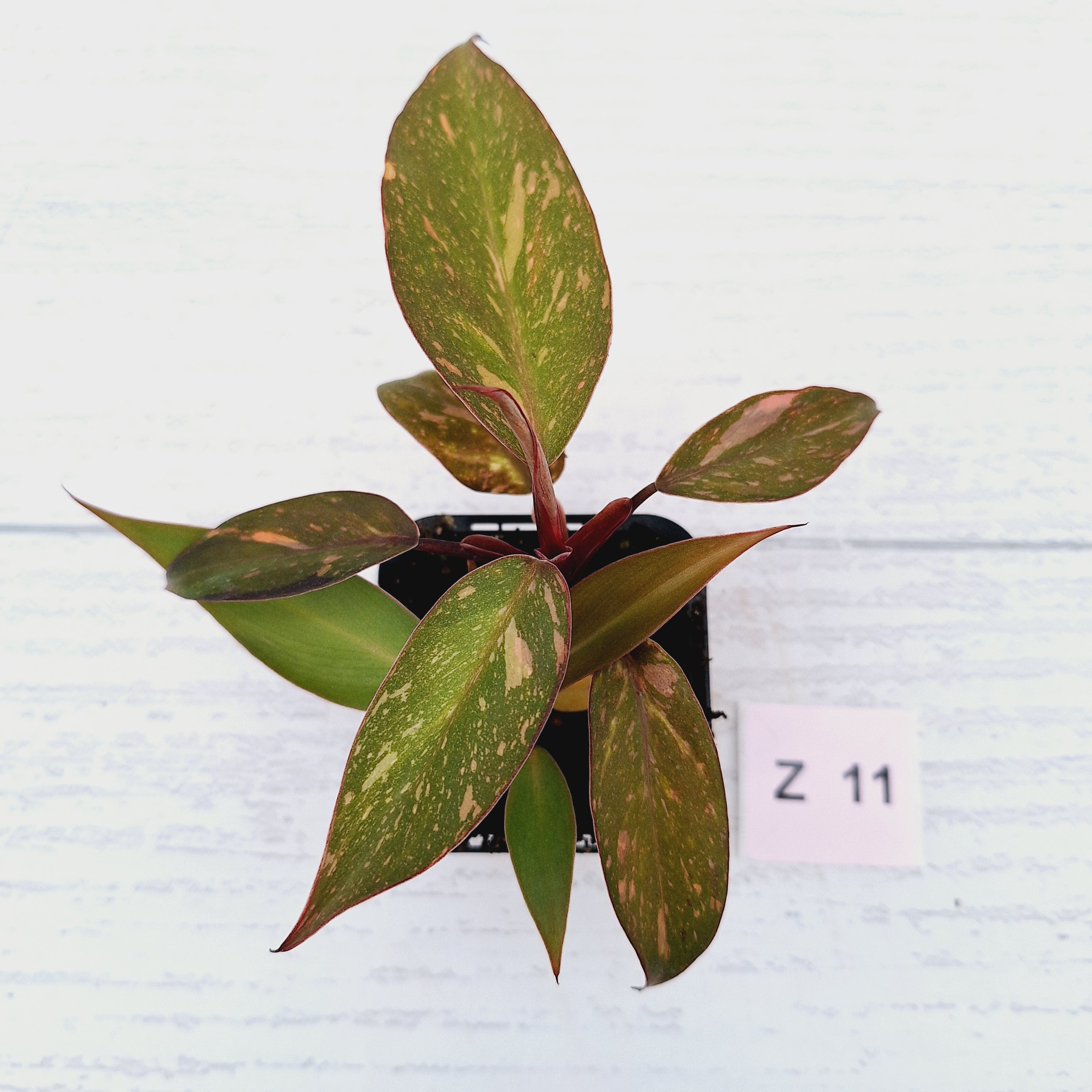 Philodendron &#39;Orange Princess&#39;