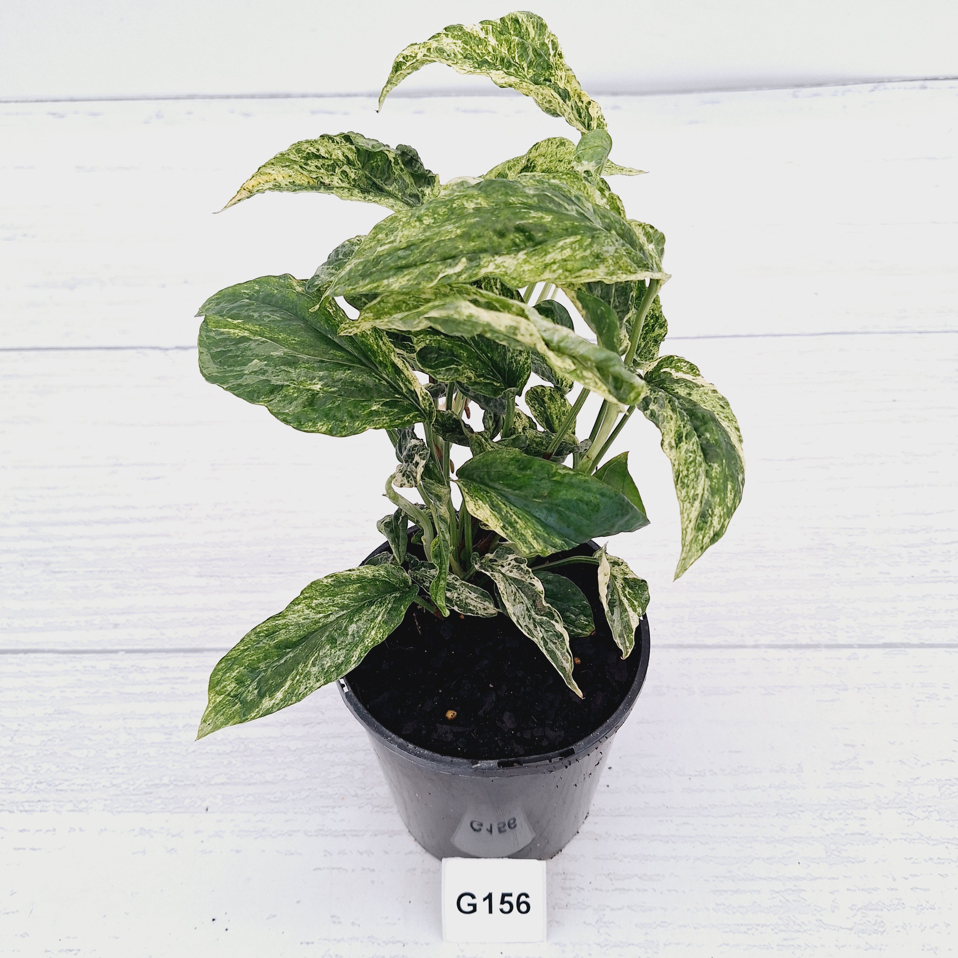 Amydrium medium Variegata