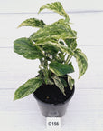 Amydrium medium Variegata