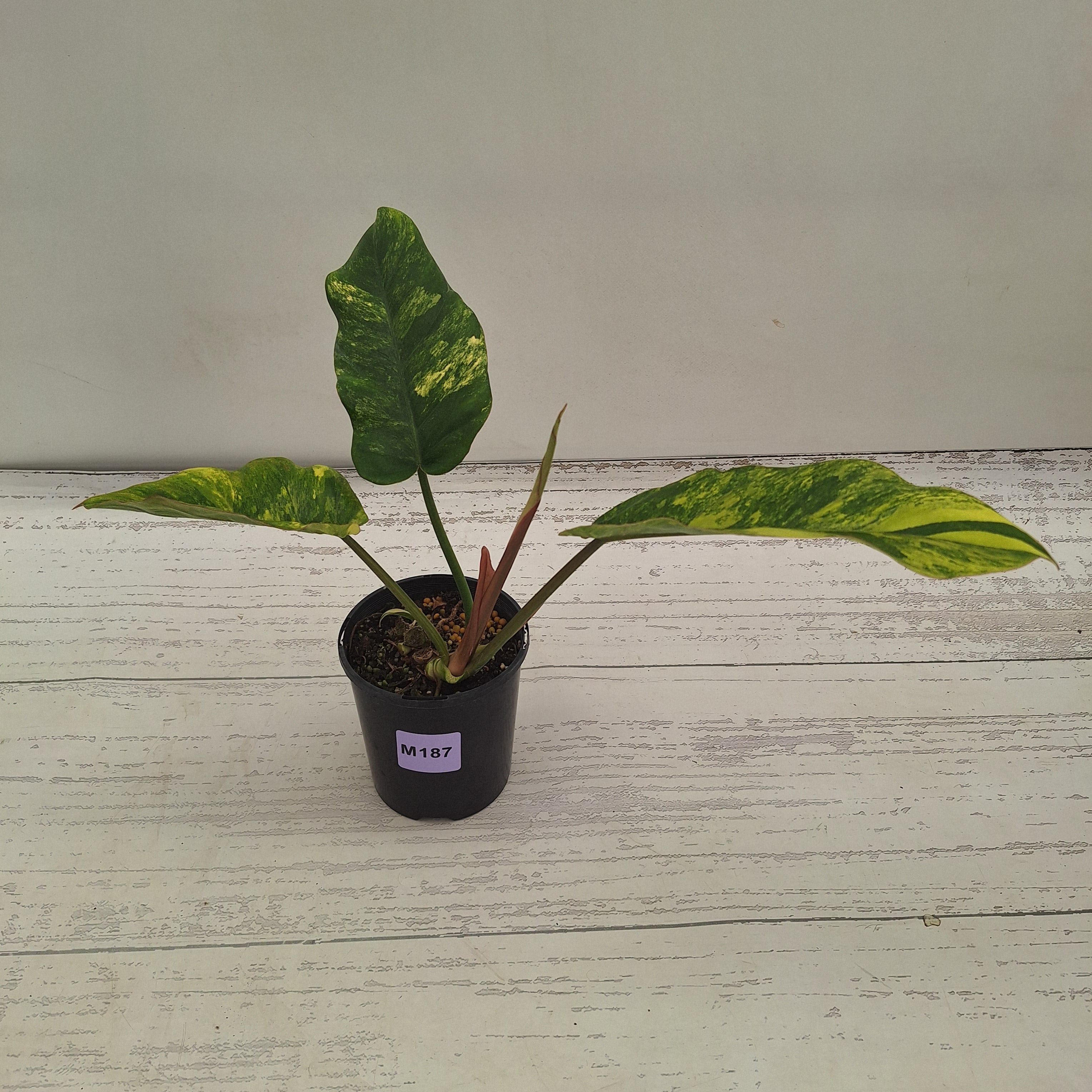 Philodendron pinnatifidum 'Jungle Fever Egg Yolk"
