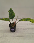 Philodendron pinnatifidum 'Jungle Fever Egg Yolk"