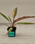 Philodendron serratum 'Caramel Marble' -flash sale