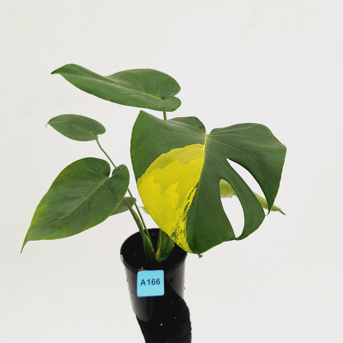 Monstera deliciosa Aurea 'Yellow Marilyn'