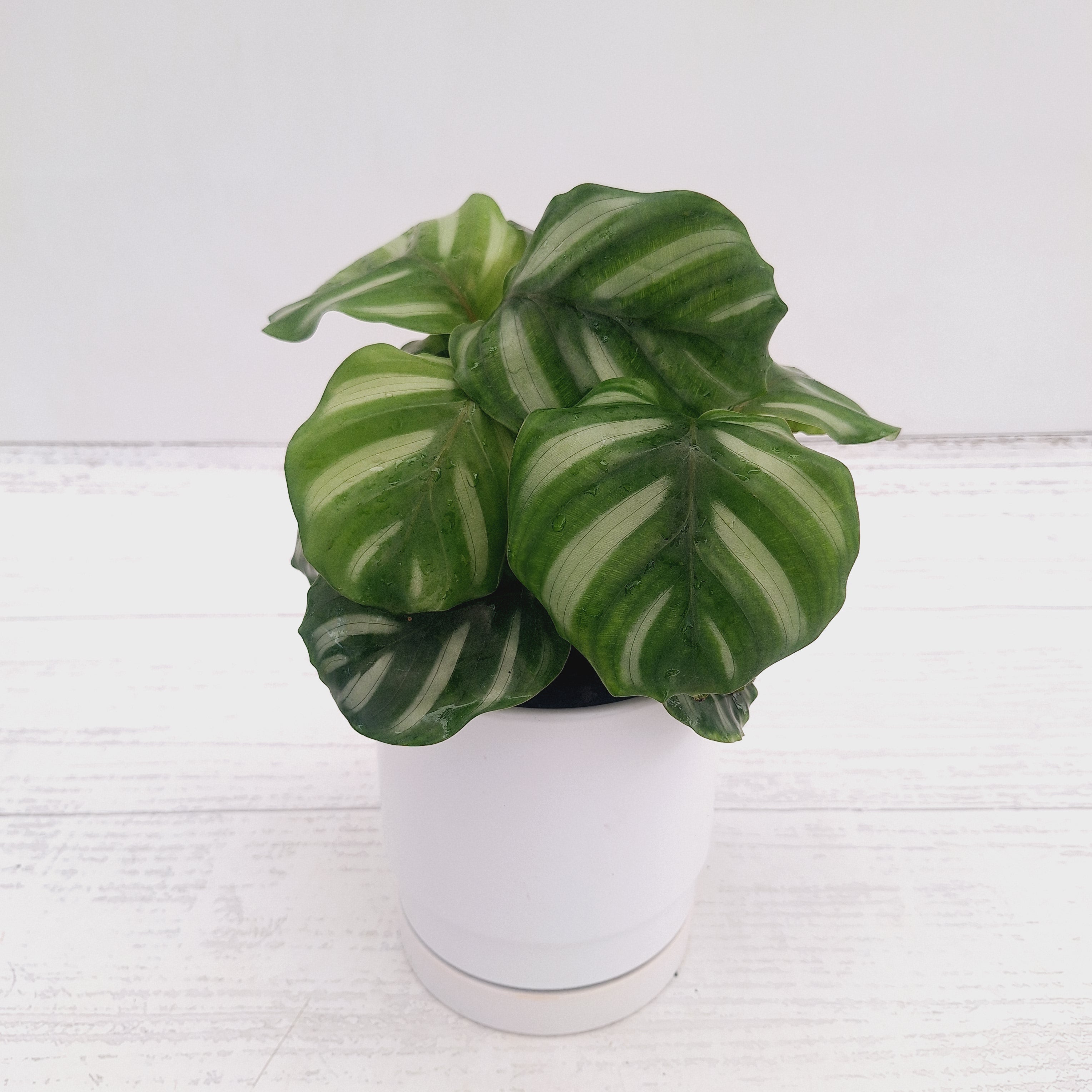Calathea 'watercolour'