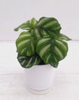 Calathea 'watercolour'