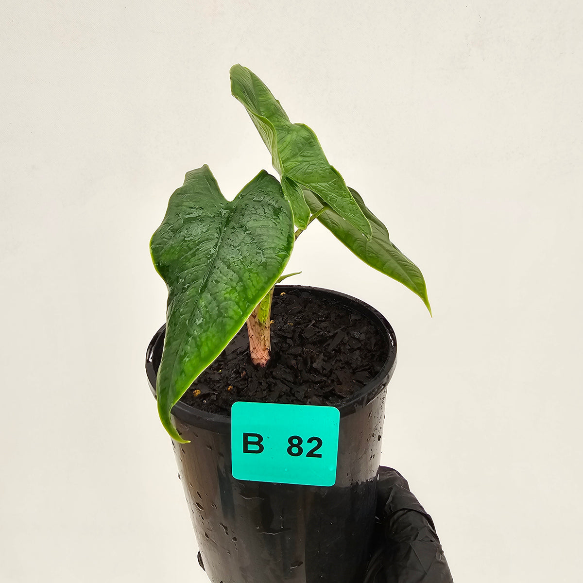 Alocasia sulawesi karpet