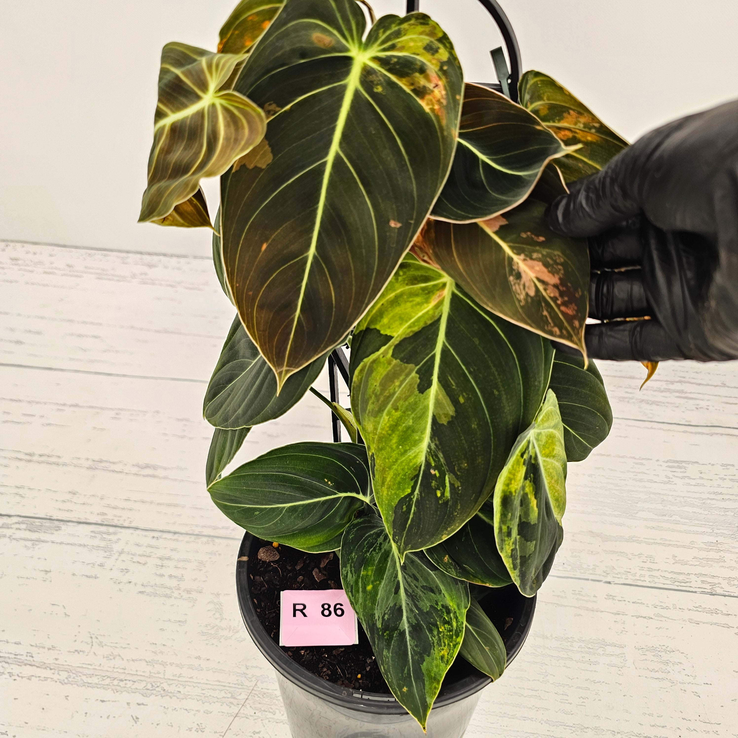 Philodendron melanochrysum Variegata