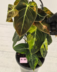 Philodendron melanochrysum Variegata