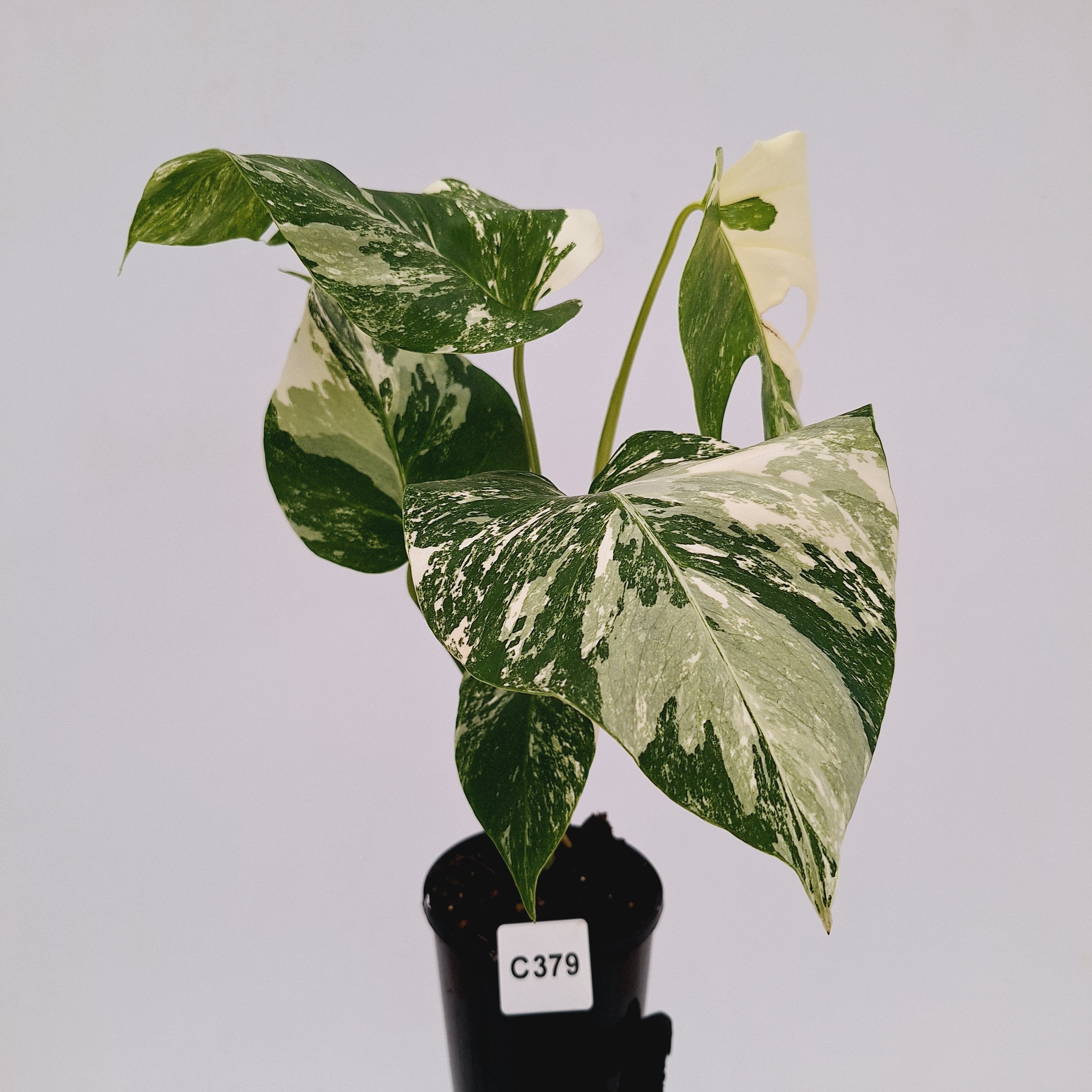 Monstera borsigiana 'Albo'