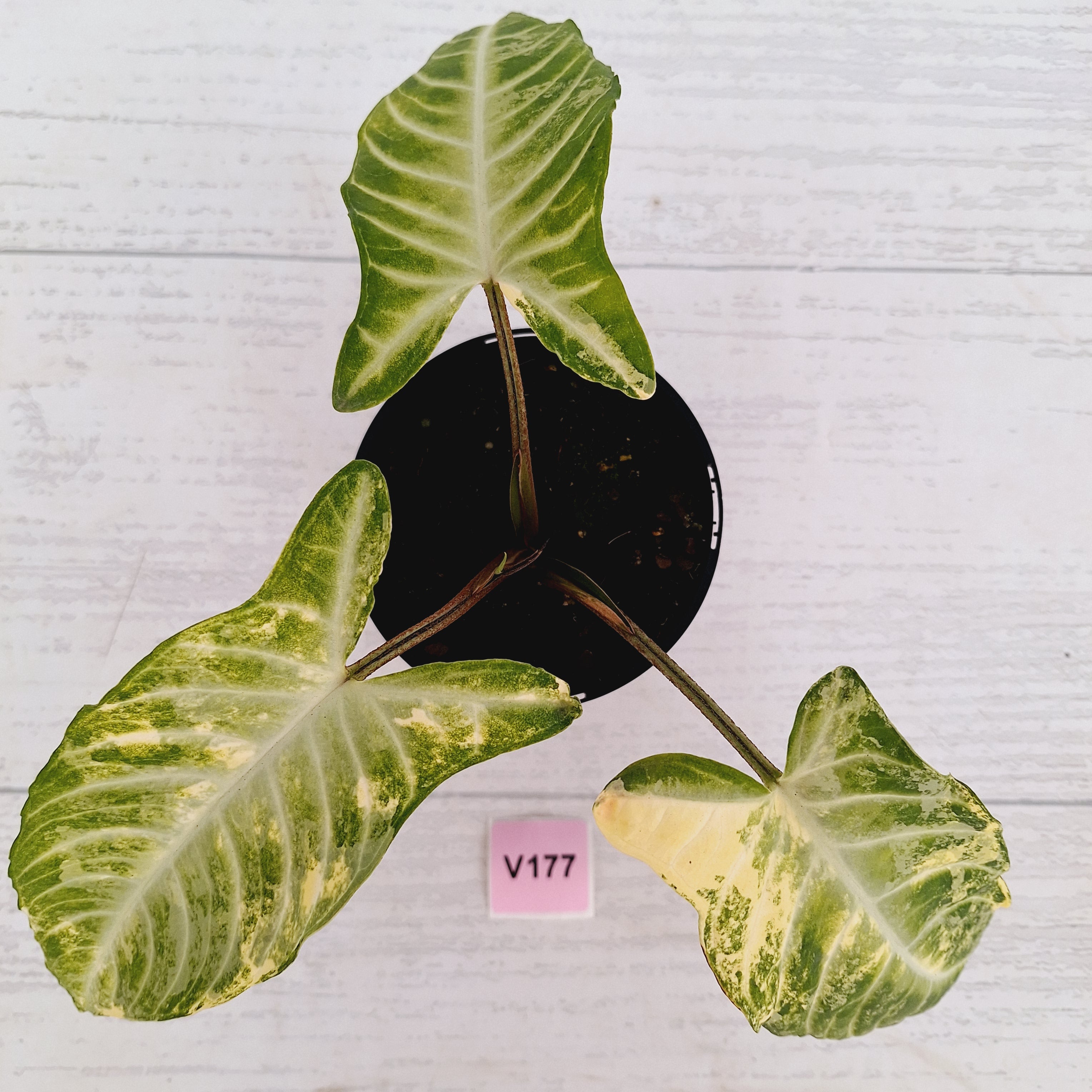 Phyllotaenium lindenii Magnificum Variegata - sale