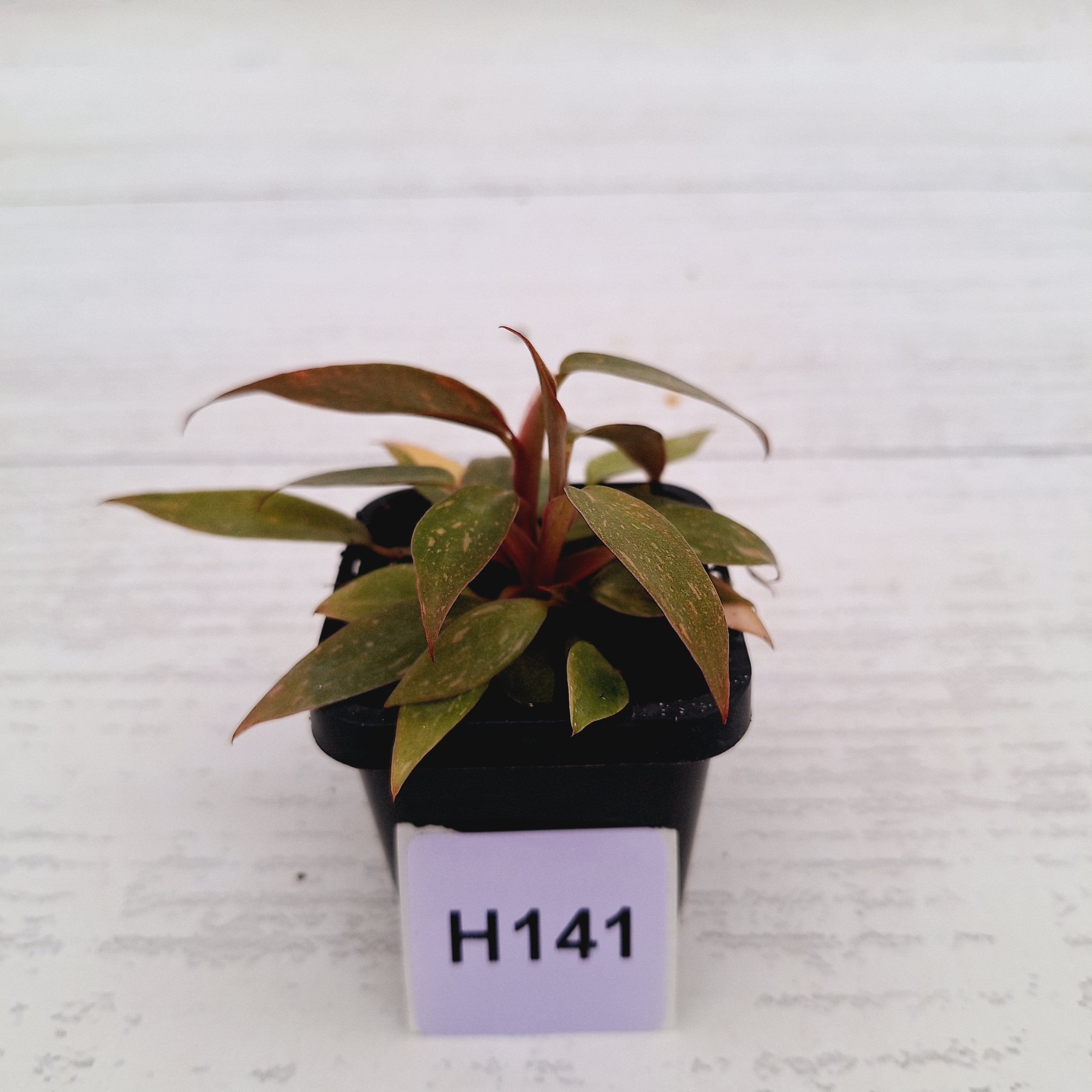 Philodendron &#39;Orange Princess&#39;