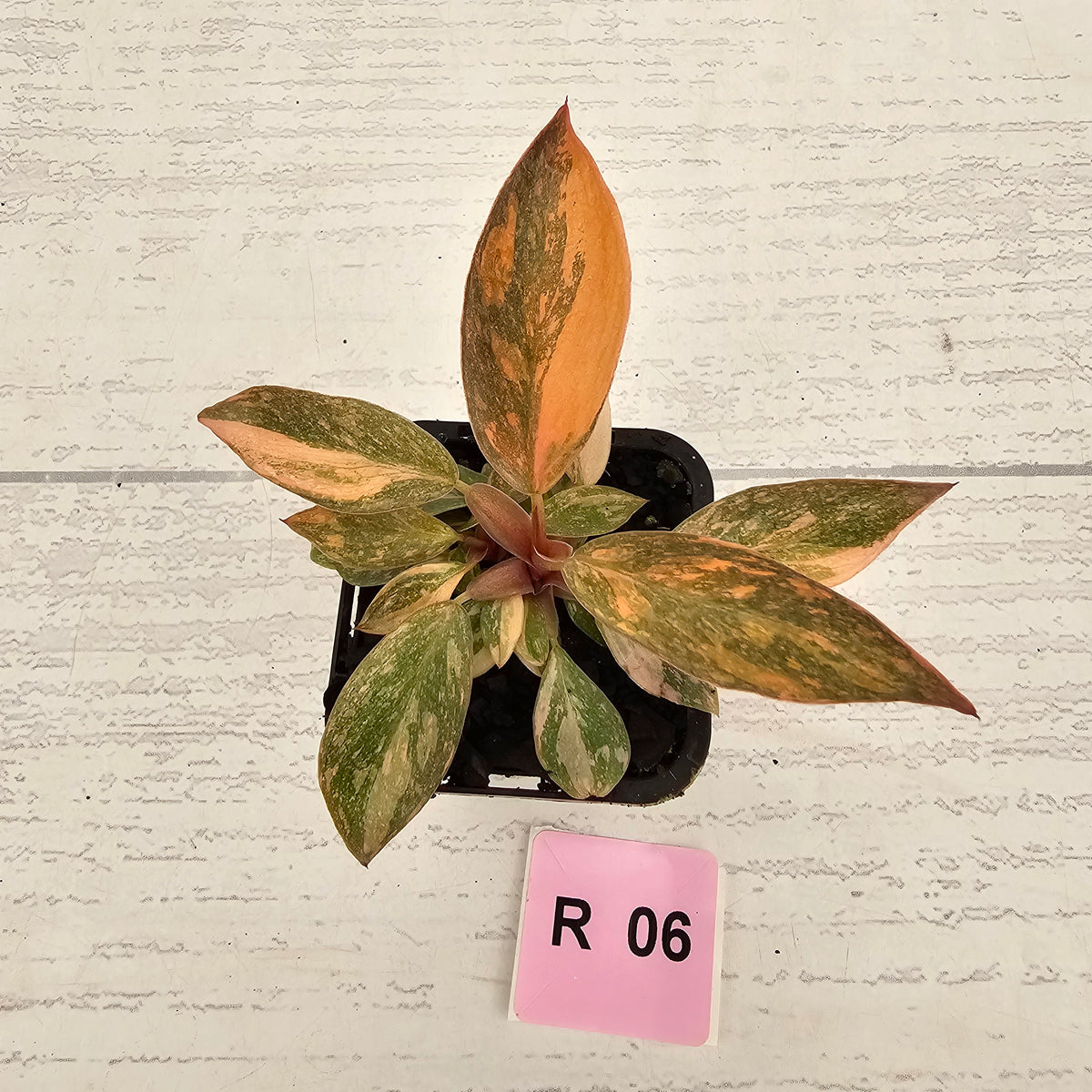Philodendron 'Orange Princess' 70mm