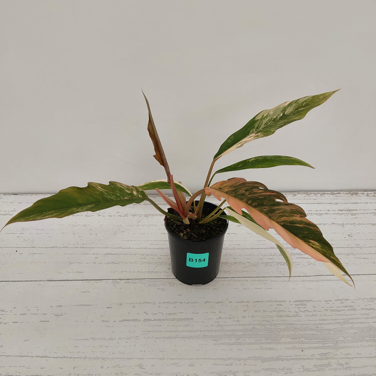 Philodendron serratum 'Caramel Marble' -flash sale