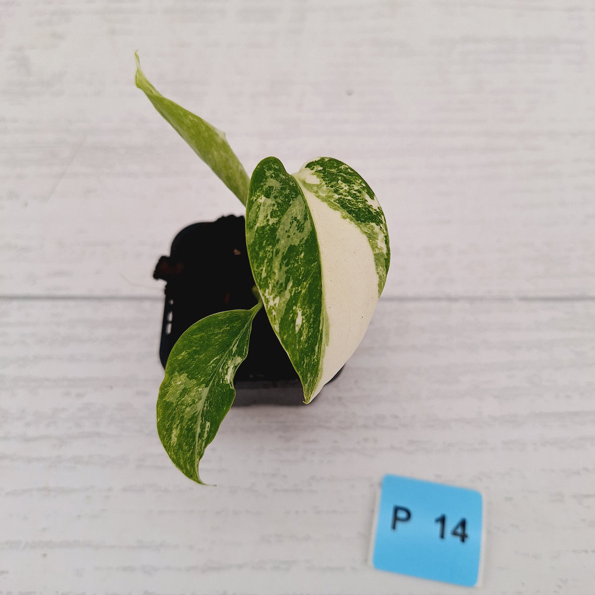 Monstera borsigiana 'Albo' - SALE
