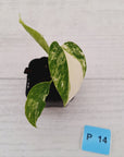 Monstera borsigiana 'Albo' - SALE